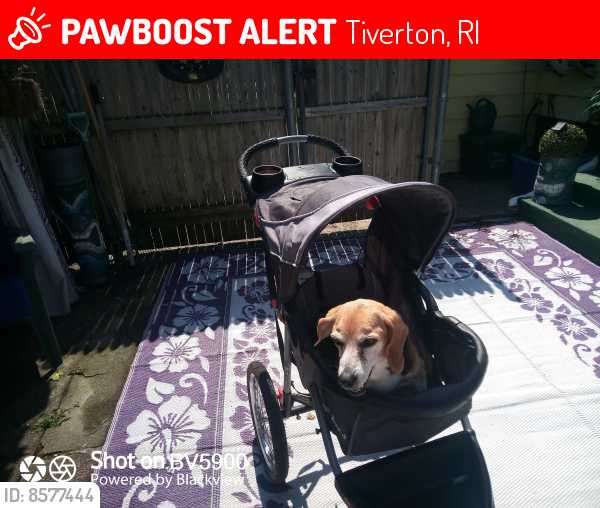 Lost Female Dog last seen Main Rd near Dollar general, Tiverton, RI 02878