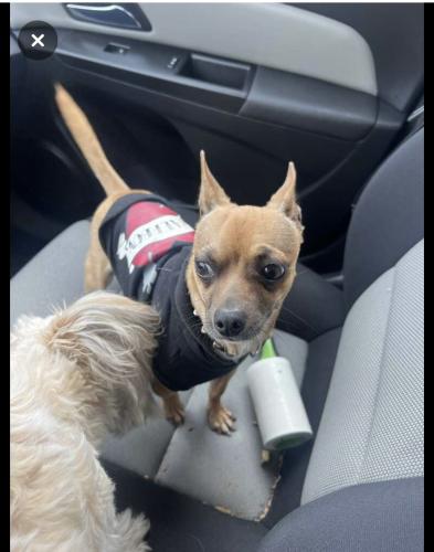Found/Stray Male Dog last seen Billings blvd and Virginia st, San Leandro, CA 94577