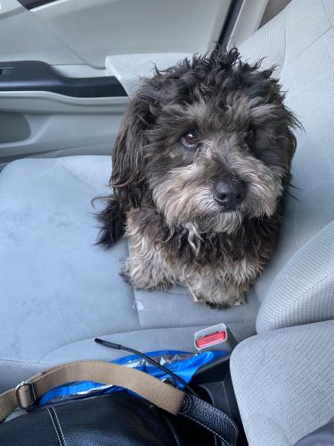 Found/Stray Male Dog last seen 70th Ave Indian School In front of San Marina apmts , Phoenix, AZ 85033