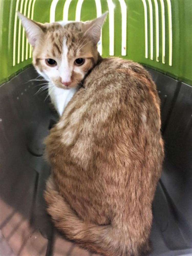 Shelter Stray Male Cat last seen Near 65th Ave 94621, Oakland, CA, Oakland, CA 94601