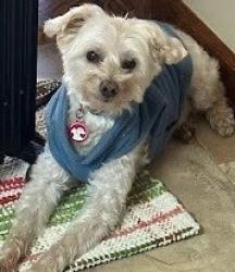 Lost Male Dog last seen Kilcrease Road and Hwy 316, Barrow County, GA 30680