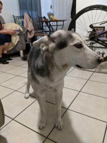Found/Stray Male Dog last seen Circle k, Mesa, AZ 85210
