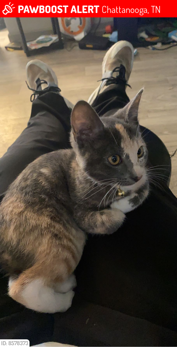 Lost Female Cat last seen The views at signal MTN , Chattanooga, TN 37415