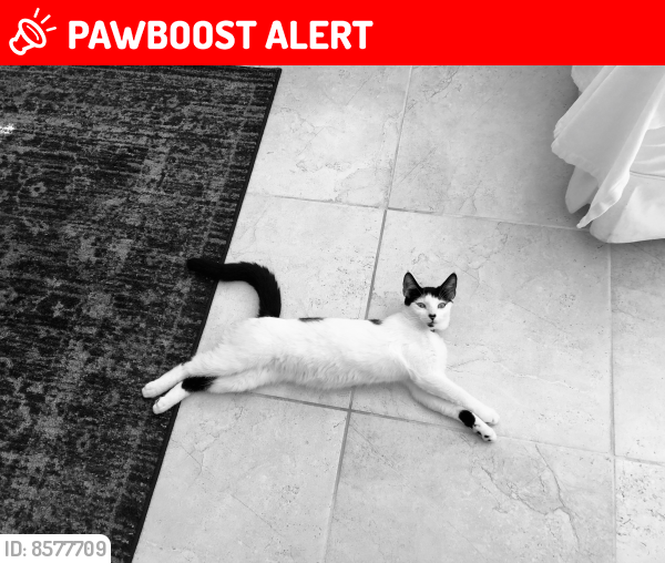 Lost Male Cat last seen Hercules and Estero blvd, Fort Myers Beach, FL 33931