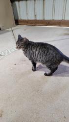 Lost Male Cat last seen Millikin Road, Fairfield, OH 45014