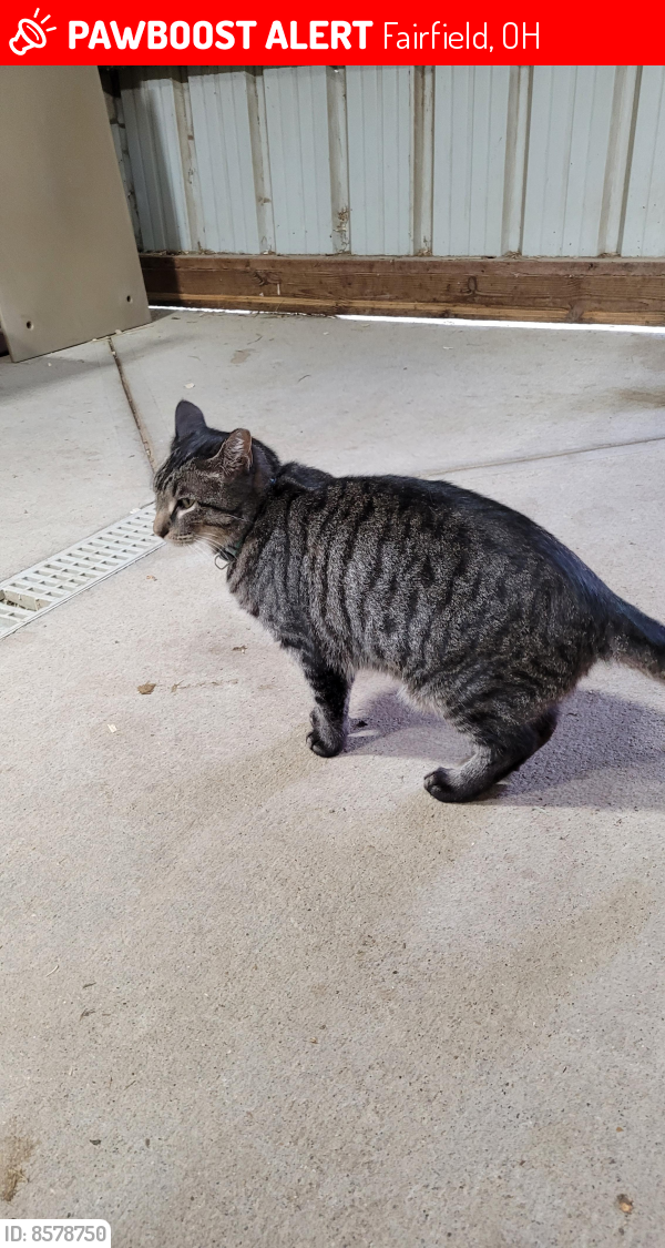 Lost Male Cat last seen Millikin Road, Fairfield, OH 45014