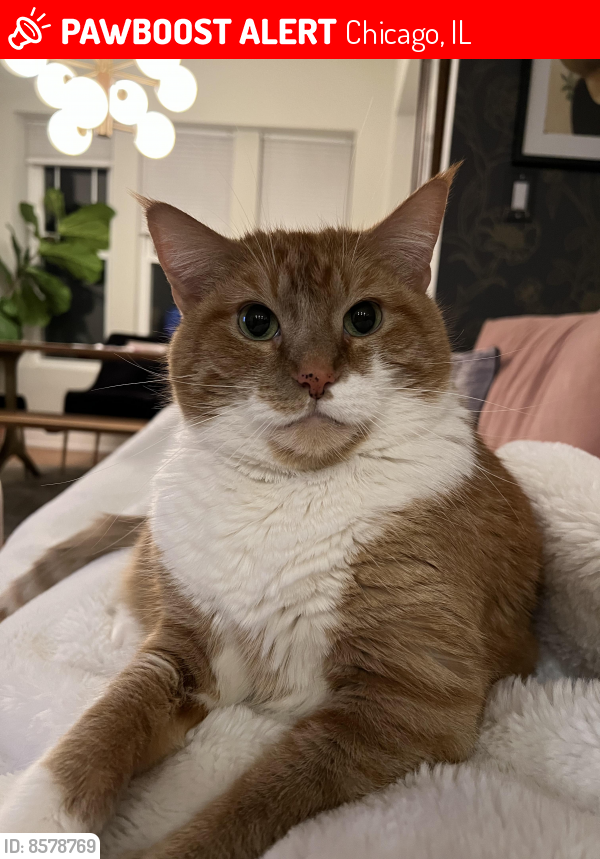Lost Male Cat in Chicago, IL 60660 Named Franklin (ID 8578769) PawBoost