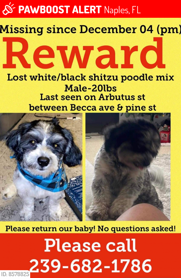 Lost Male Dog last seen Becca ave and pine st, Naples, FL 34112