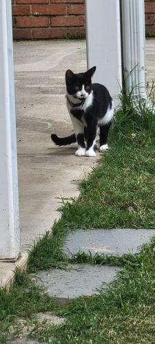 Lost Female Cat last seen Judy drive and Williamsport pike , Falling Waters, WV 25419