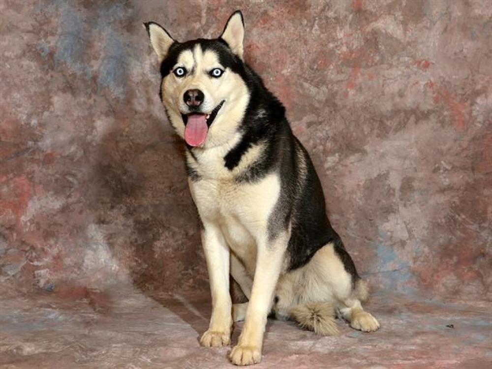Shelter Stray Male Dog last seen Near BLOCK S 6250 W, WEST VALLEY CITY UT 84128, West Valley City, UT 84120