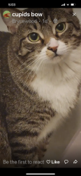 Reunited Male Cat last seen Brycewood on Falll Pass and Tisbury , San Antonio, TX 78251