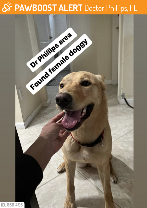 Rehomed Female Dog In Doctor Phillips FL 32819 ID 8581495 PawBoost