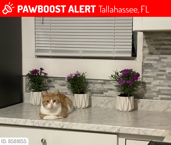 Lost Male Cat in Tallahassee, FL 32303 Named Sunny (ID 8581855) PawBoost