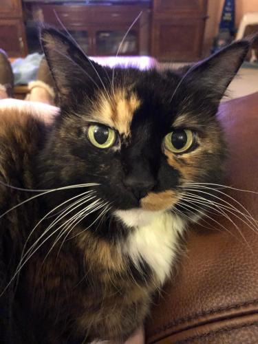 Lost Female Cat last seen Maugaunsville Elementary, Hagerstown, MD 21740