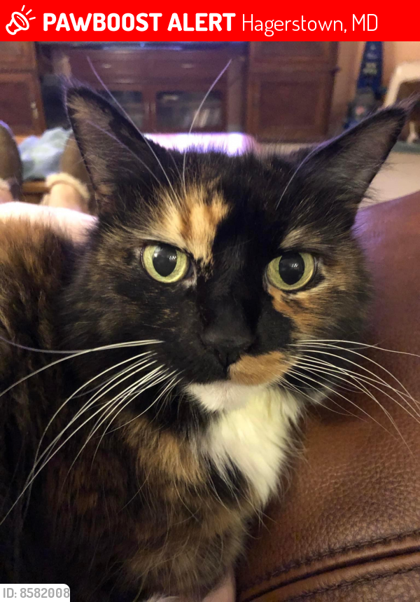 Lost Female Cat last seen Maugaunsville Elementary, Hagerstown, MD 21740