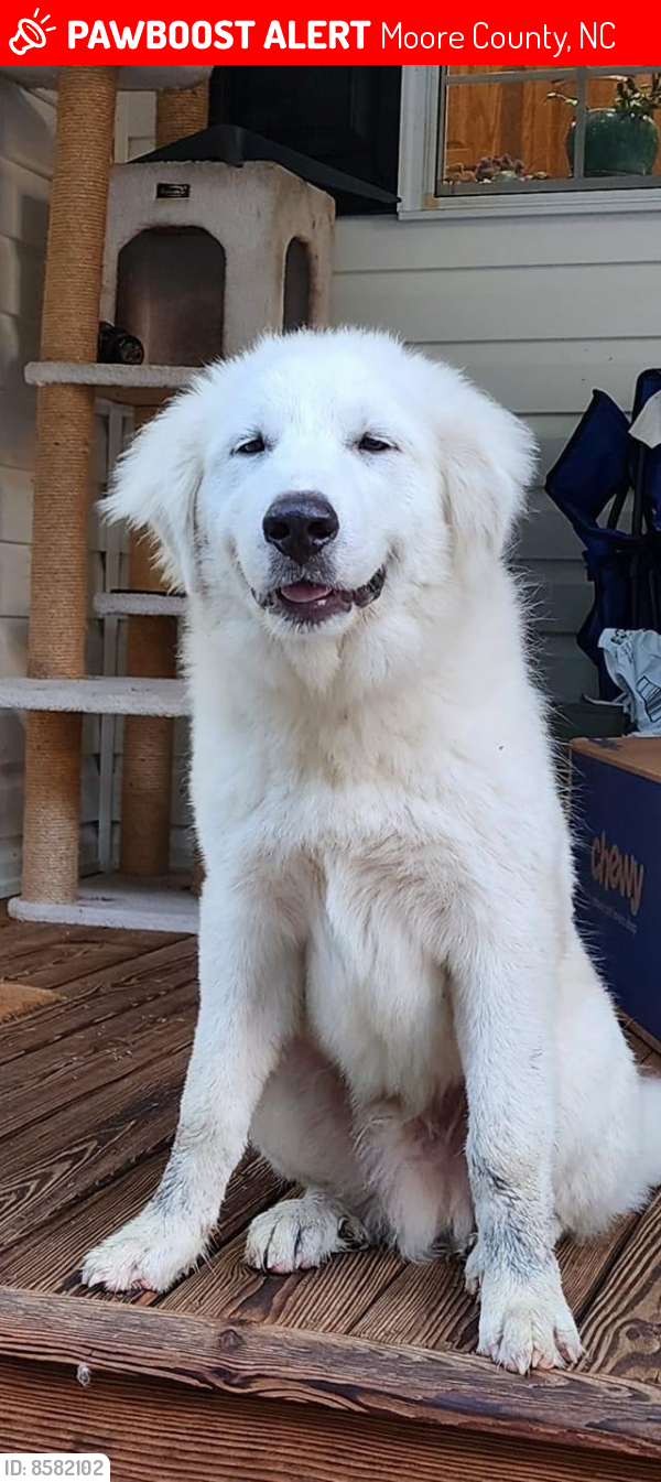 Lost Male Dog last seen Tarry Church Rd: 24/27, Moore County, NC 27209