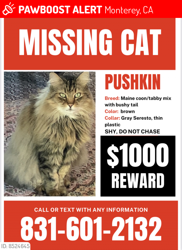 Lost Male Cat In Monterey, Ca 93940 Named Pushkin (id: 8524645) 