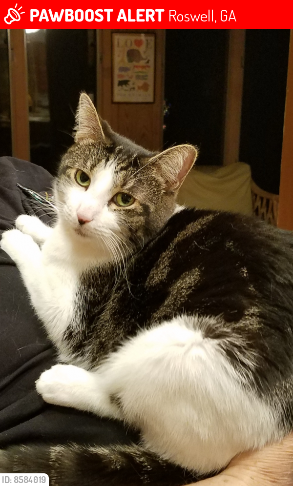 Lost Female Cat last seen Coleman and pine Grove roads, Roswell, GA 30075