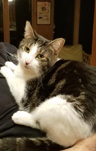 Lost Female Cat last seen Coleman and pine Grove roads, Roswell, GA 30075