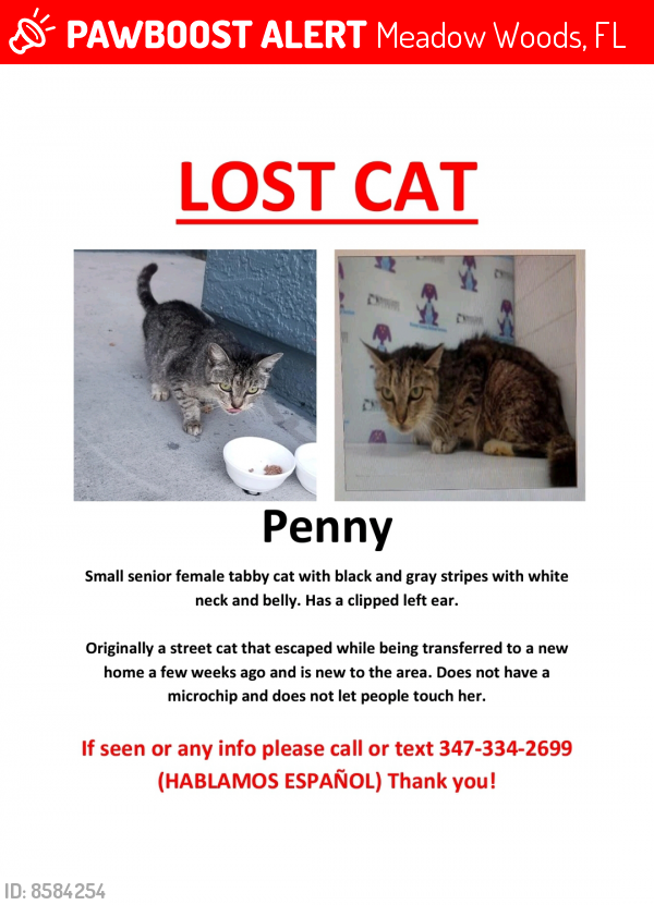 Lost Female Cat last seen Portofino Meadows Blvd, Meadow Woods, FL 32824