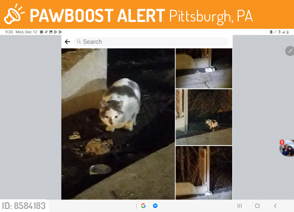 Found/Stray Unknown Cat last seen Butler Street and 62nd Street Bridge/ Morningside; Lawrenceville , Pittsburgh, PA 15201
