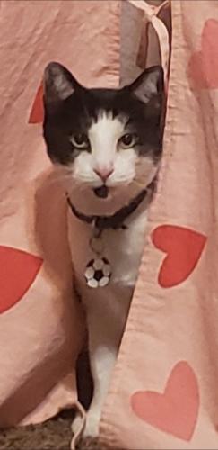 Lost Male Cat last seen Higley and Guadalupe , Gilbert, AZ 85234