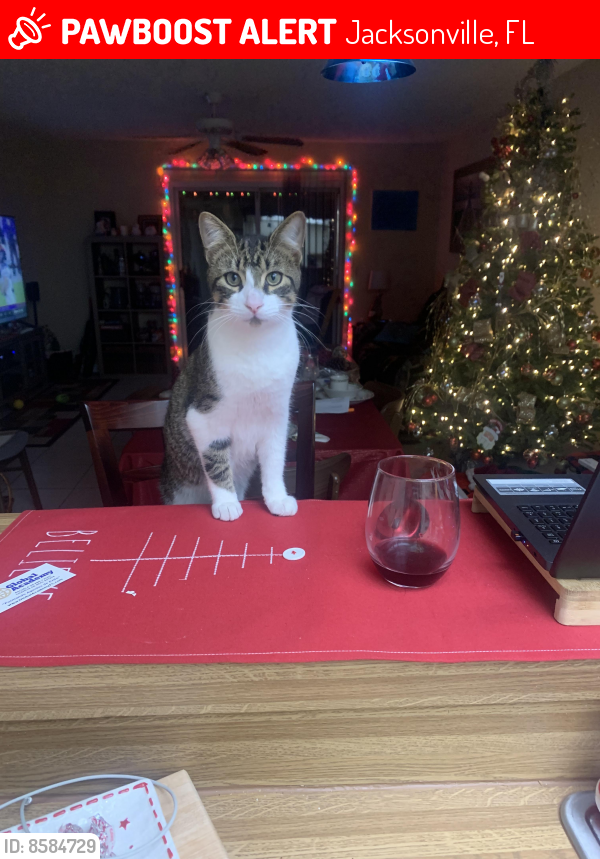 Lost Male Cat in Jacksonville, FL 32223 Named ac (ID 8584729) PawBoost