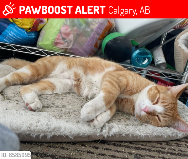 Lost Male Cat last seen Capital Hill/Mount Pleasant , Calgary, AB 