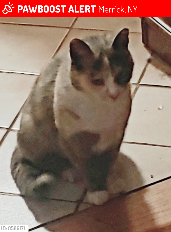 Lost Female Cat last seen Jerusalem Ave., Merrick, NY 11566