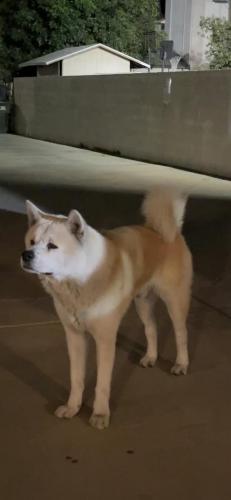 Lost Male Dog last seen Utah and Brockway st, El Monte, CA 91731