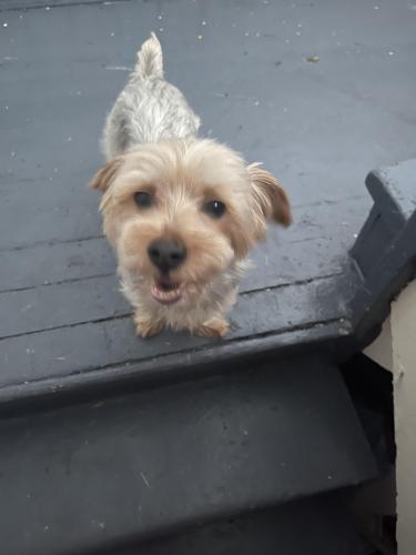 Lost Male Dog last seen Kostner ave , Chicago, IL 60651