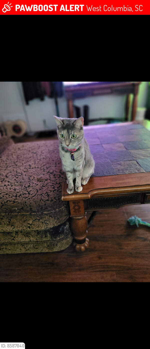 Lost Female Cat last seen Ivey field and cedarfield rd, West Columbia, SC 29170