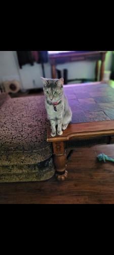 Lost Female Cat last seen Ivey field and cedarfield rd, West Columbia, SC 29170