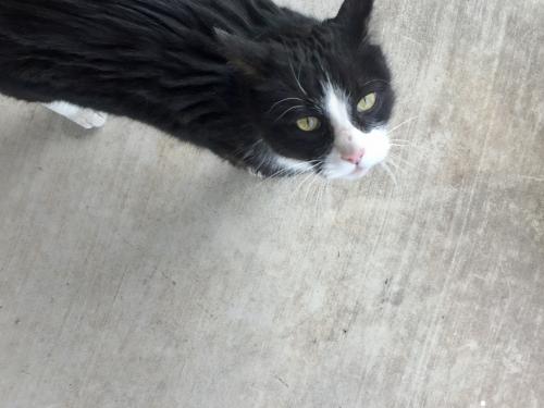 Lost Male Cat last seen Paseo & Rainbow, Albuquerque, NM 87114