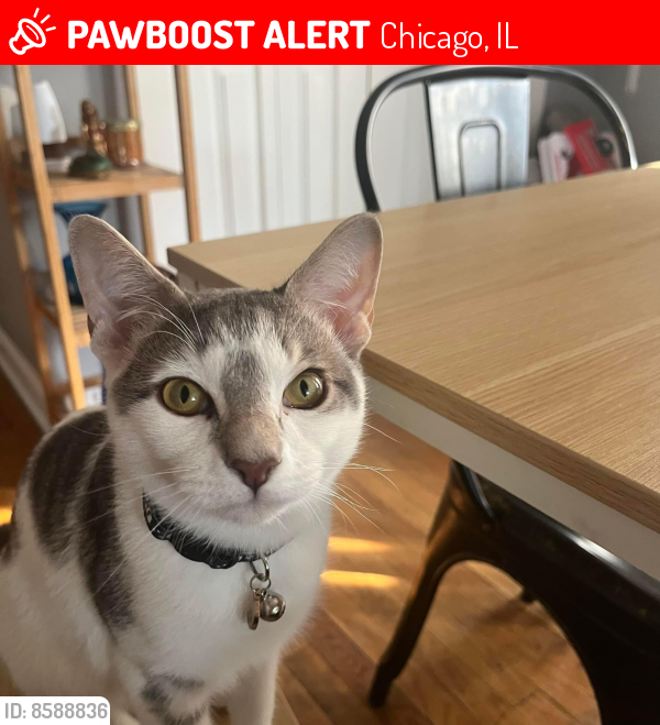 Lost Male Cat last seen 44th and Fairfield Ave , Chicago, IL 60629