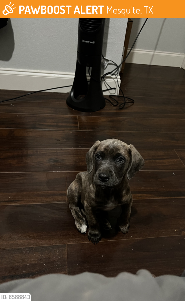Found/Stray Male Dog in Mesquite, TX 75149 (ID 8588843) PawBoost