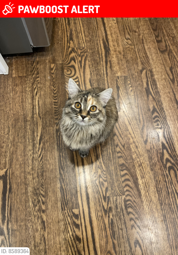 Lost Female Cat last seen Union and Powers, Colorado Springs, CO 80924
