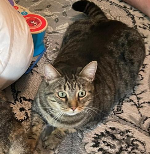 Lost Male Cat last seen FM 116 and Courtney Ln., Copperas Cove, TX 76522