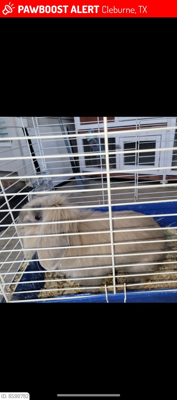 Mack 5 Rabbit Cleburne, TX Lost Male Rabbit, Mack Is Missing | PawBoost