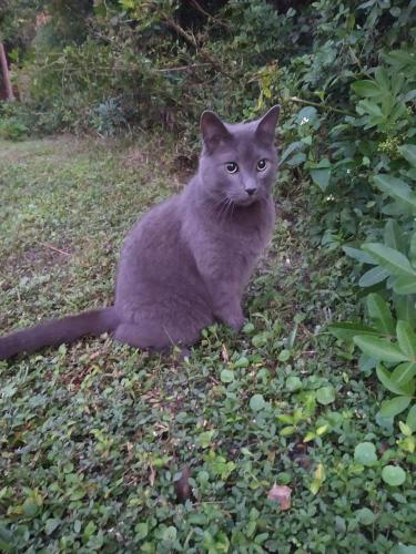 Lost Male Cat last seen Sea pines, Pasco County, FL 34667