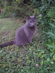 Lost Male Cat last seen Sea pines, Pasco County, FL 34667