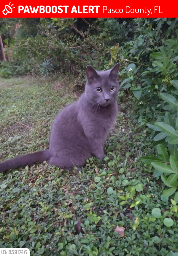 Lost Male Cat last seen Sea pines, Pasco County, FL 34667