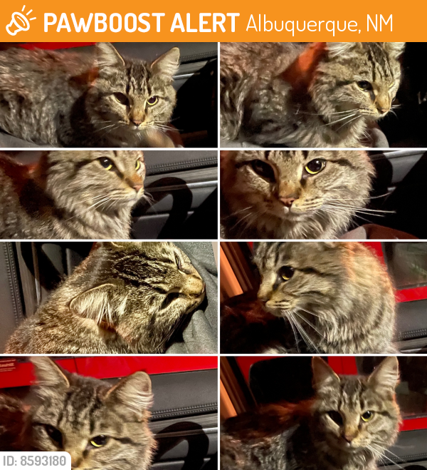 Albuquerque, NM Stray Cat Found Near Cutler and Washington area PawBoost