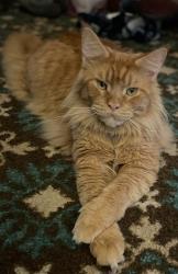 Reunited Male Cat last seen Northland trailer park, Kansas City, MO 64156