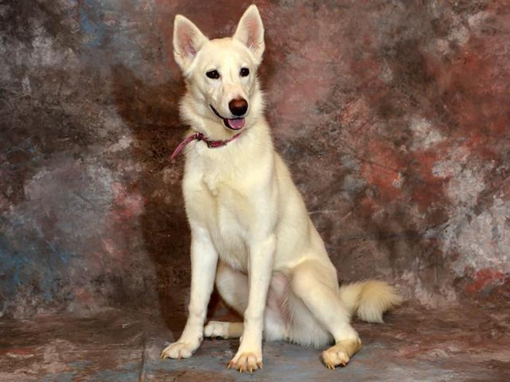 Shelter Stray Female Dog last seen Near BLOCK W 3800 S, WEST VALLEY CITY UT 84119, West Valley City, UT 84120