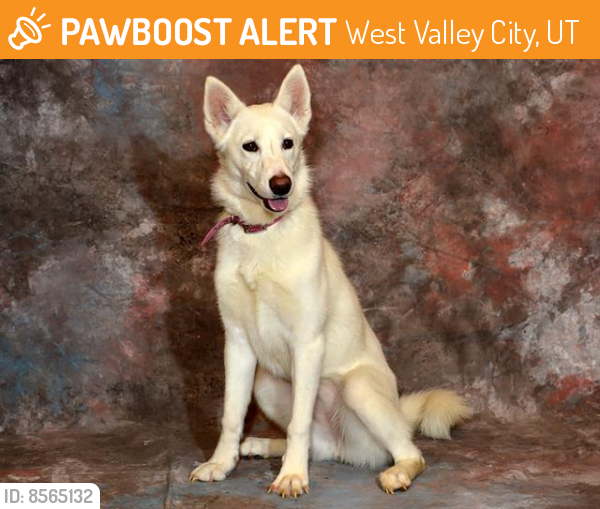 Shelter Stray Female Dog last seen Near BLOCK W 3800 S, WEST VALLEY CITY UT 84119, West Valley City, UT 84120