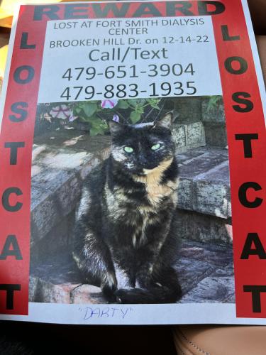 Lost Female Cat last seen Fort Smith Dialysis Center, Fort Smith, AR 72908