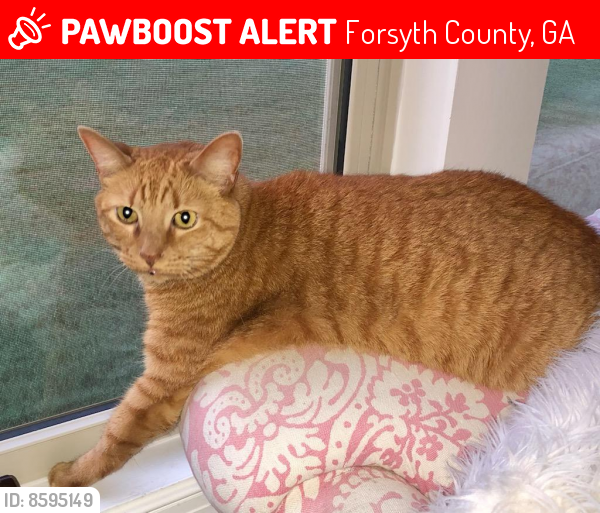 Lost Male Cat last seen Poplar Ridge Place, Forsyth County, GA 30040