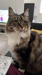 Reunited Female Cat last seen DA1 2RQ, , England DA1