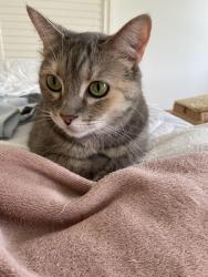 Lost Female Cat last seen Burgos Drive and Aviano Drive, Sarasota Florida , Sarasota County, FL 34238